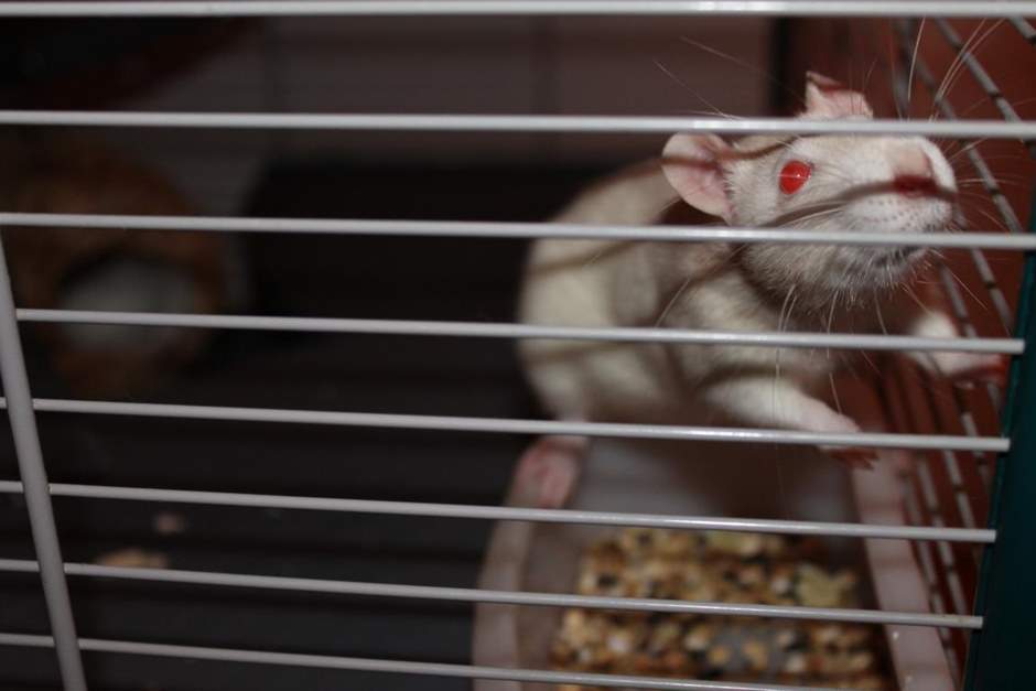 Albino Ratte am Futternapf Ratten Züchter