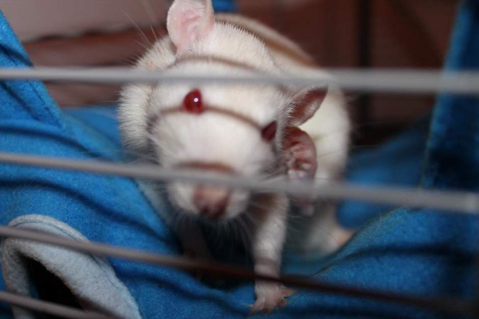 Albino Ratte putzt sich Albino Ratte putzt sich