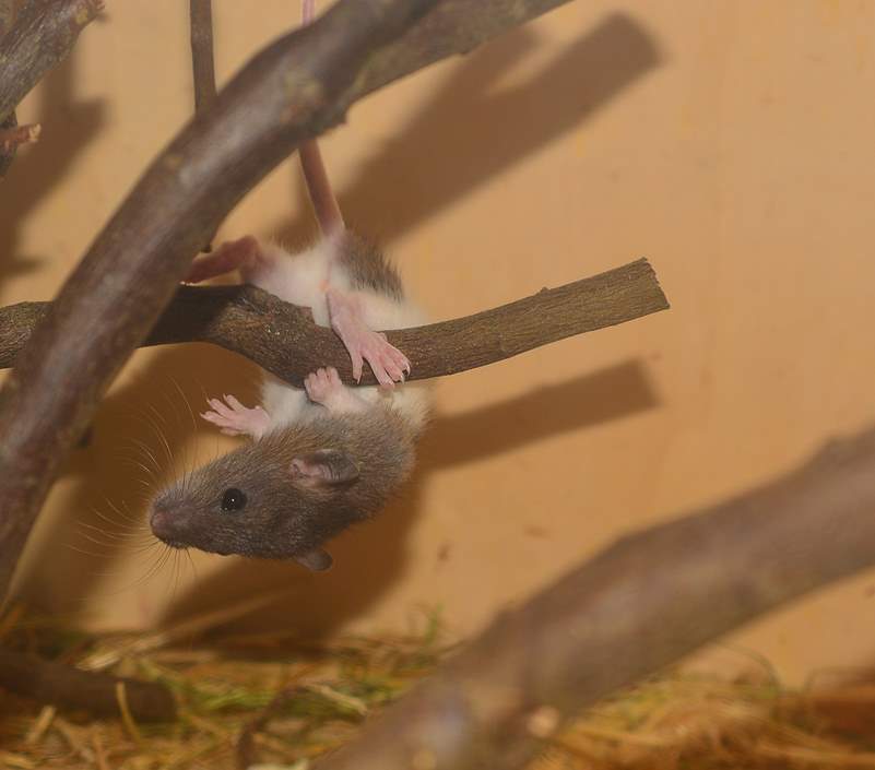 Süße Ratte klettert überkopf Süße Ratte klettert überkopf