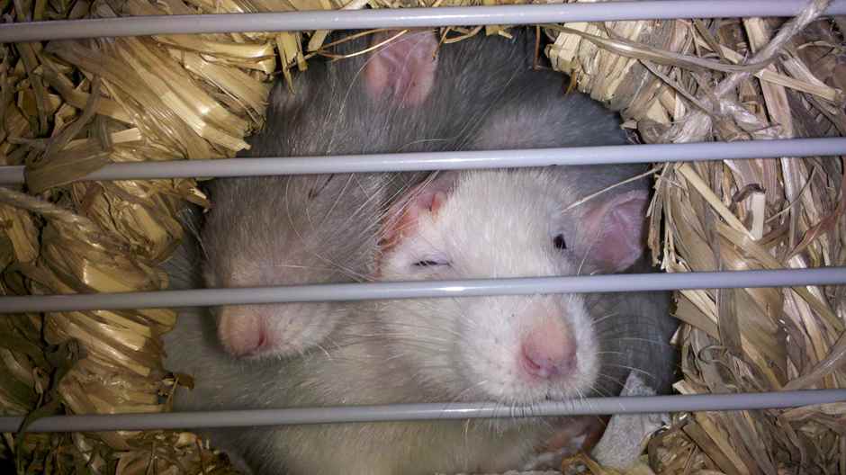 Pina und Collada im Strohnest Fortpflanzung Ratten