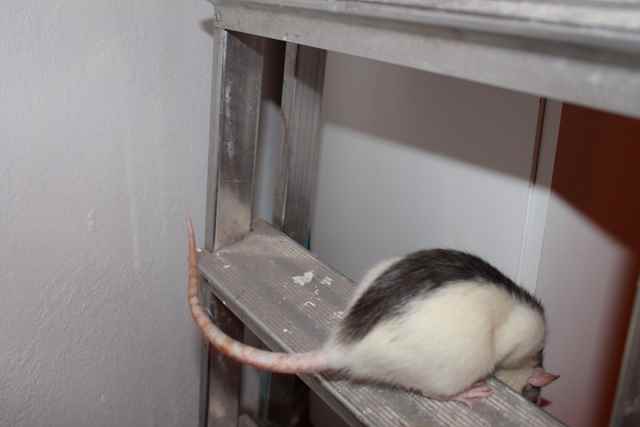 ratten bilder kostenlos ratten bilder kostenlos