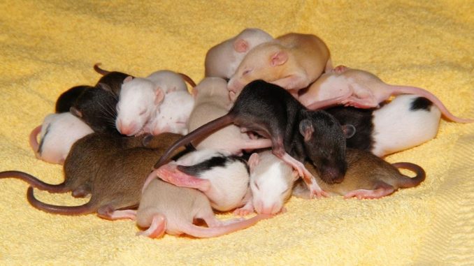 Rattenbabys Farbrattenwelpen Rattenbabys Farbrattenwelpen