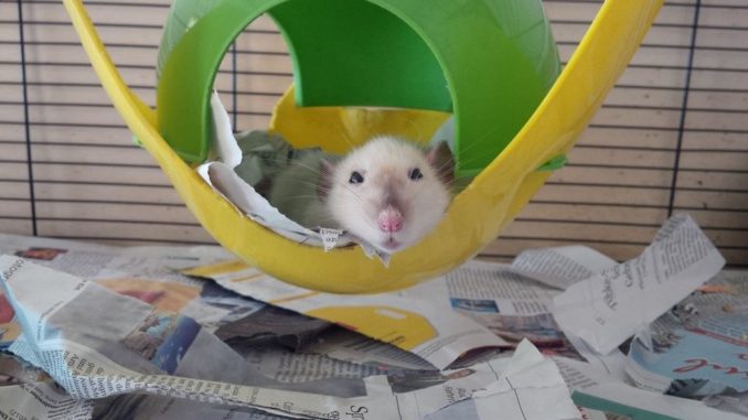 Alte Ratte Farbratte Alte Ratte Farbratte