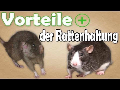 Vorteile der Rattenhaltung! Welche Vorteile bringt die Haltung von Ratten mit sich? Aufklärung