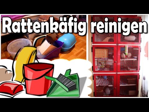 Rattenkäfig reinigen/Gehege Säuberung