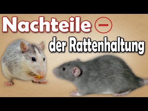 Nachteile der Rattenhaltung! Welche Nachteile bringt die Haltung von Ratten mit sich? Aufklärung