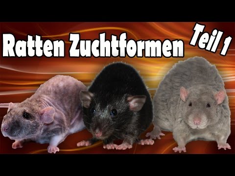 Ratten Zuchtformen/Qualzuchten Teil 1