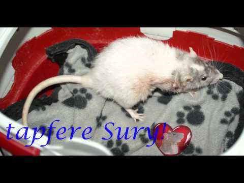 Ratte mit riesem Tumor, vor und nach der Operation