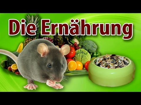 Rattenhaltung aber RICHTIG: Die Ernährung