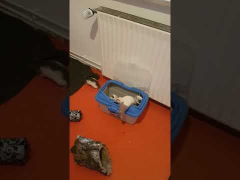 Ratten - Ankunft im Auslaufzimmer
