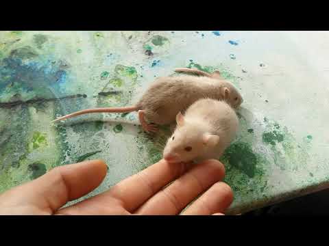 Weibliche Siam Babyratten