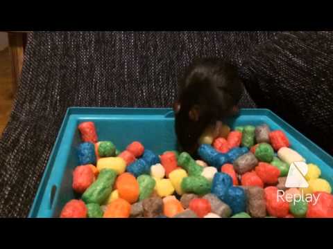 Ratten-Spaß mit Playmais