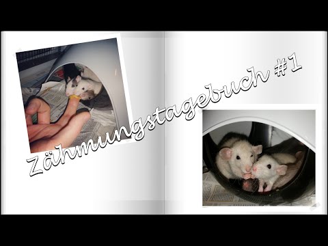 Ratten - Zähmungstagebuch #1 || Hamster, Rennmaus &amp; Co zähmen!