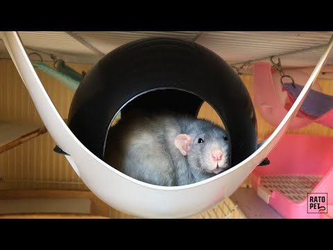 TOCA PARA RATOS - SAVIC SPUTNIK XL