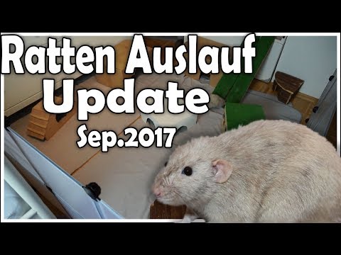 Der neue Rattenauslauf! | Ratten Auslauf Update (Sep. 2017)