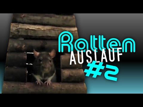 Ratten Auslauf #2