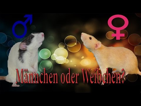 Rattenhaltung aber RICHTIG: Männchen oder Weibchen?