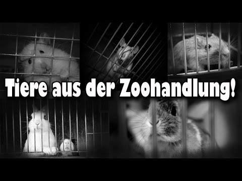 Tiere aus der Zoohandlung! Warum man keine Tiere aus der Zoohandlung kaufen sollte! Aufklärung