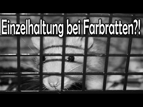Einzelhaltung bei Farbratten?! Warum man Ratten nicht alleine halten soll! Aufklärung