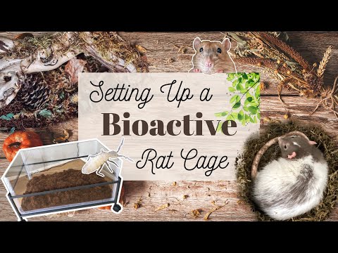 Tutorial: How to make a Bioactive Rat Cage