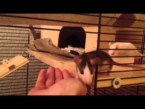 Baby Ratten entdecken ihre neue Röhre