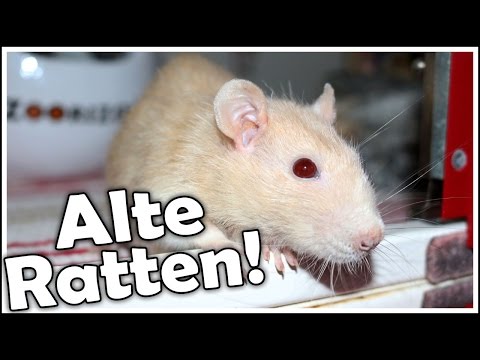 Alte Ratten! Worauf sollte ich achten? Wie kann ich ihnen den Alltag erleichtern? Tipps