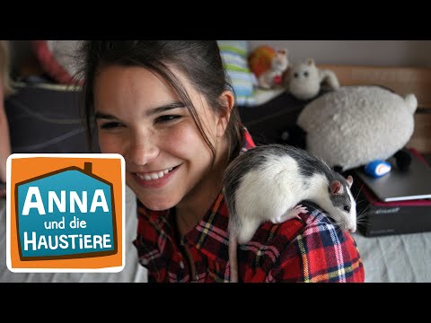 Farbratte | Information für Kinder | Anna und die Haustiere