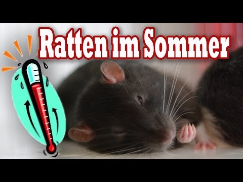 Ratten im Sommer! Wie verschaffe ich meinen Ratten Abkühlung? Tipps