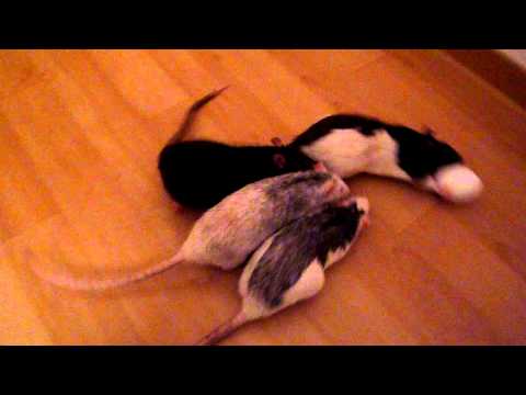Ratten kämpfen um ein Ei / Rats fighting