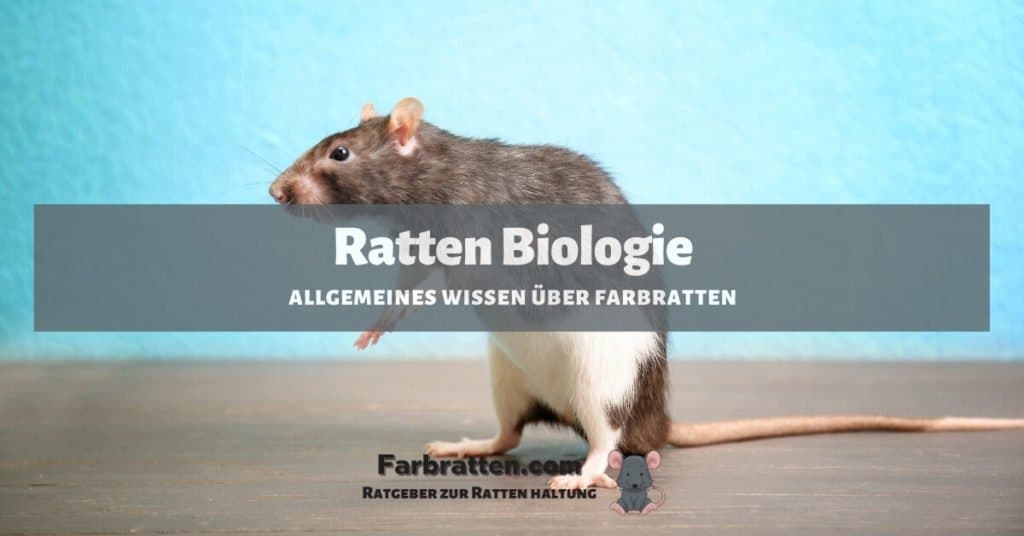 Ratten Biologie - FB 2