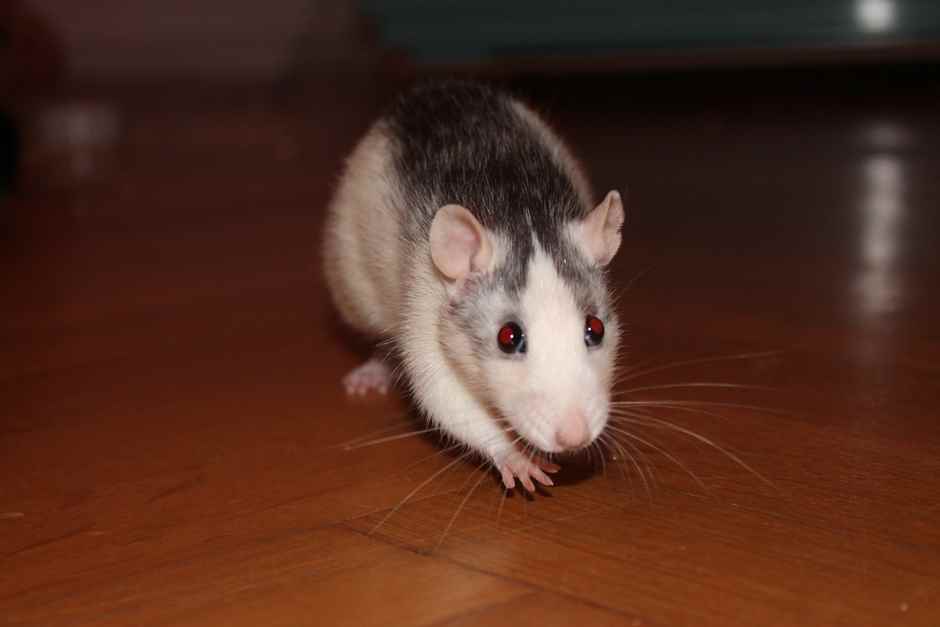 Ratten Maggi Nahaufnahme Pro und Contra Ratten