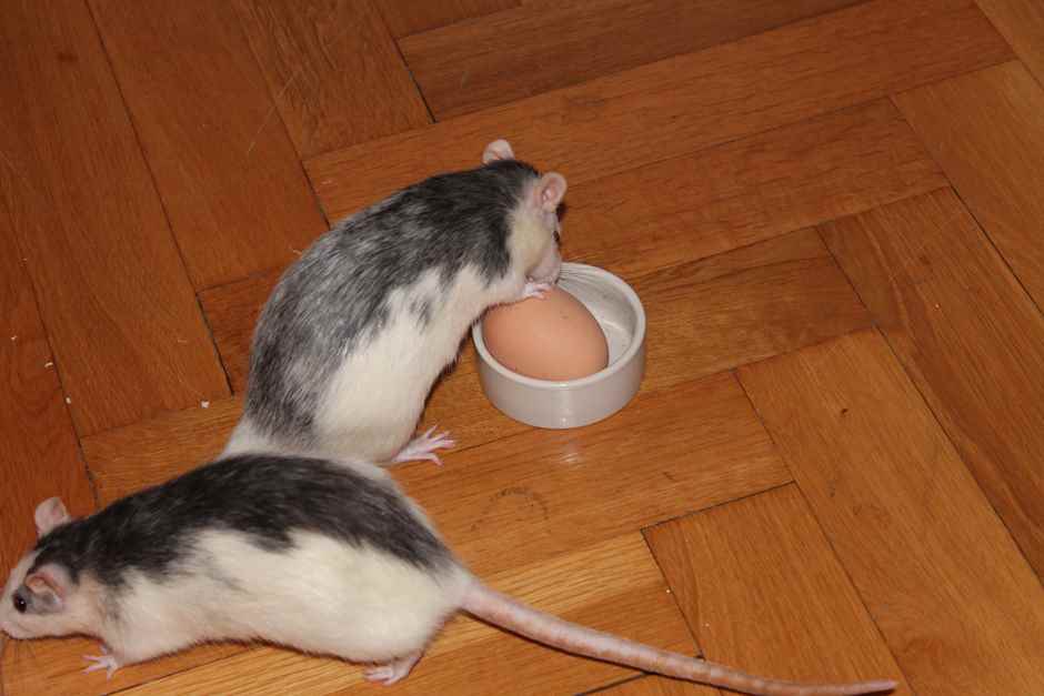 Ratten mit Ei Ratten Haltung