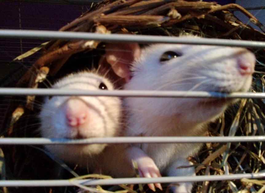 zwei Ratten im Heunest Ratten Rassen