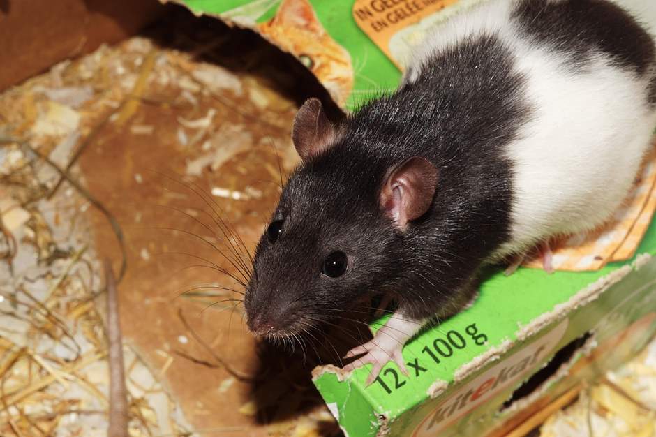 Gute Blogs und Webseiten über Ratten ᐅ Empfehlungen