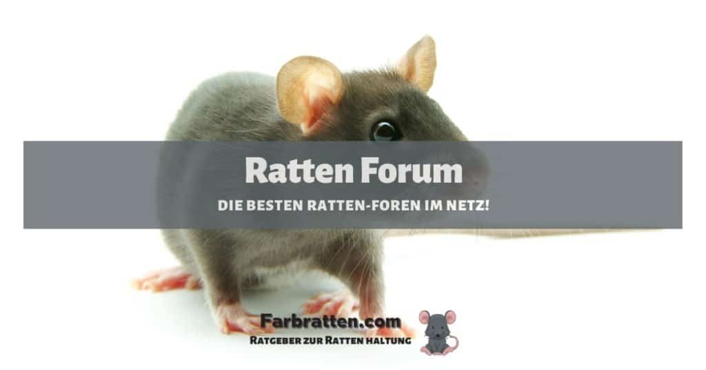 Ratten Forum - FB 2