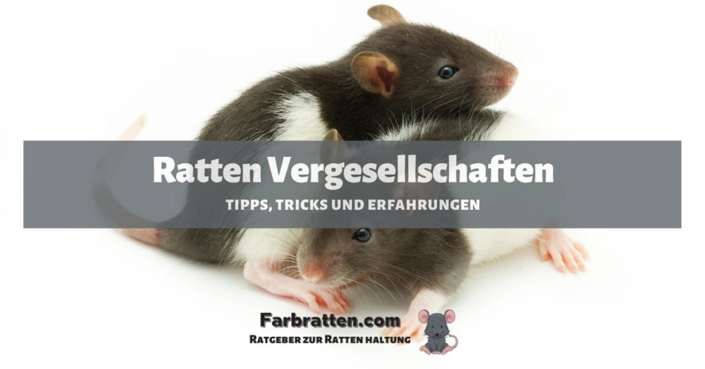 Ratten Vergesellschaften - FB 2