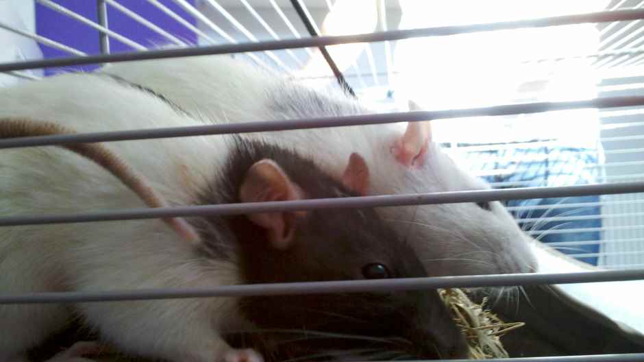 zwei Ratten auf dem Heunest Ratten Vergesellschaften - Ratten Biologie