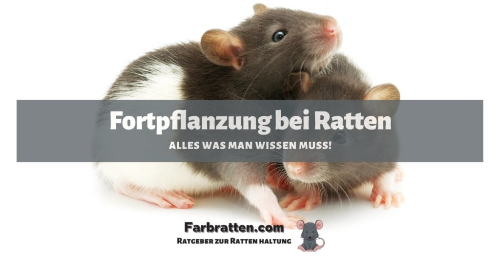 Fortpflanzung bei Ratten - FB 2