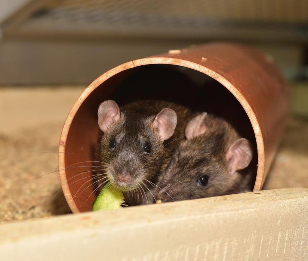 Ratten Tunnel
