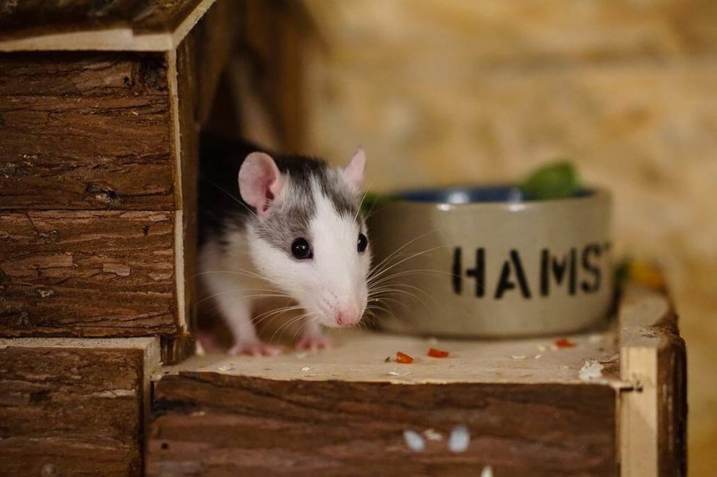 Ratten Futter Napf