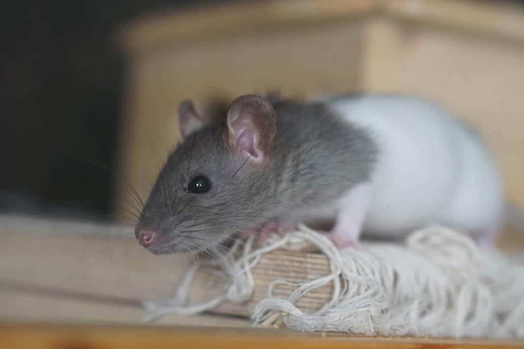 Rattenbilder grau weiß Ratte mit großen Ohren