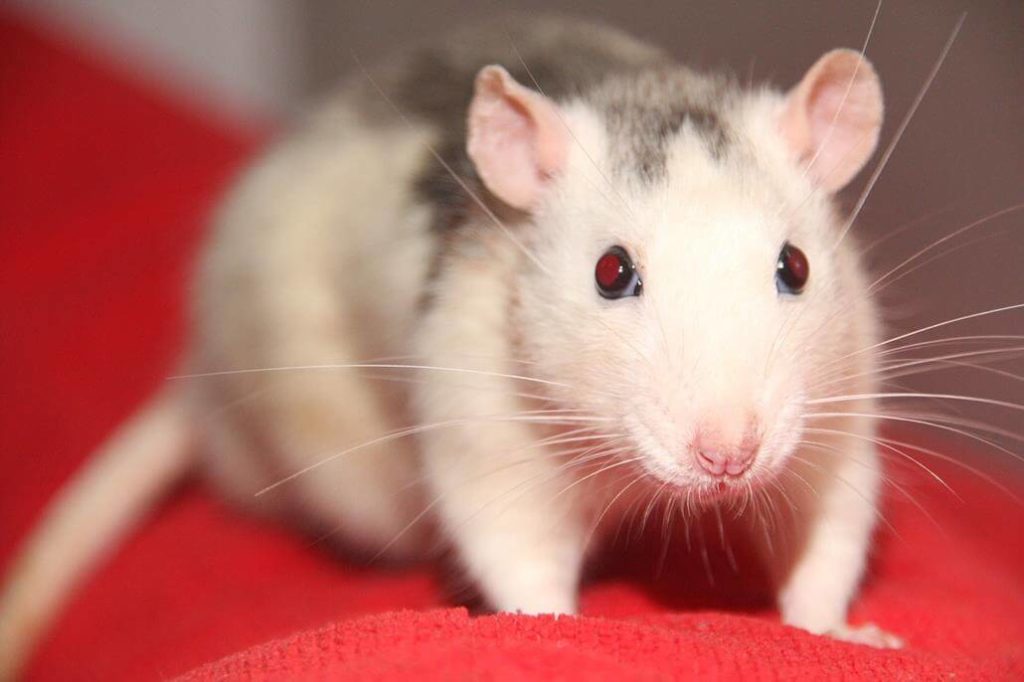 Husky Ratte