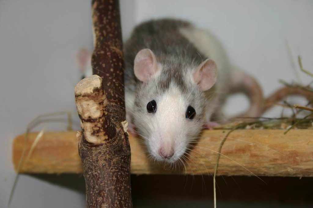 Ratte Husky