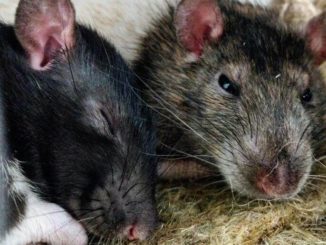 Ratten schlafen
