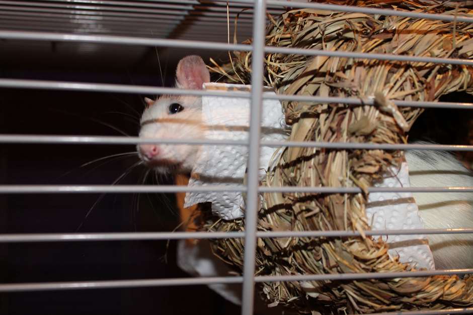 Dumbo Ratten Ohr Dumbo Ratten Ohr