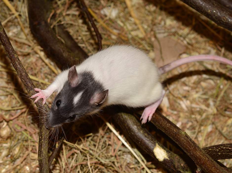 Ratte mit Schwarzem Kopf und weißem Körper Ratten Lebenserwartung