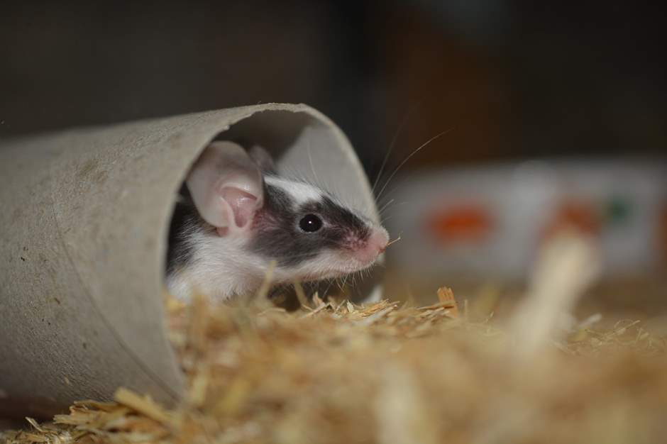 Junge Maus schaut aus der Röhre