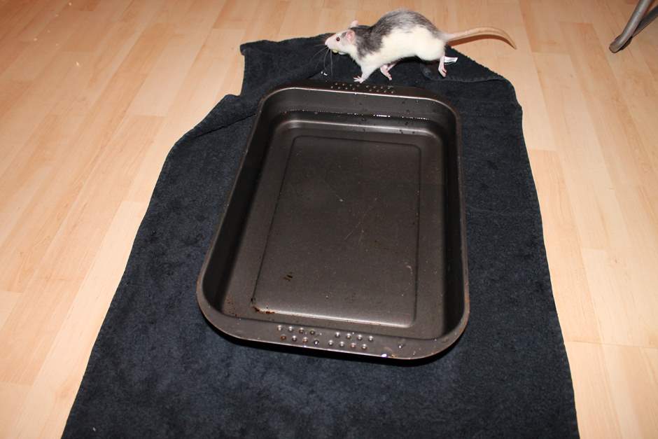 Ratten können schwimmen