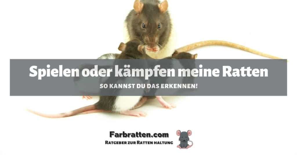 Ratten spielen oder kämpfen - FB 2
