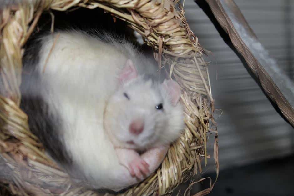 Husky Ratten kuscheln im Nest
